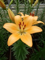 [5083 RoyalTrinity SES No01.JPG]